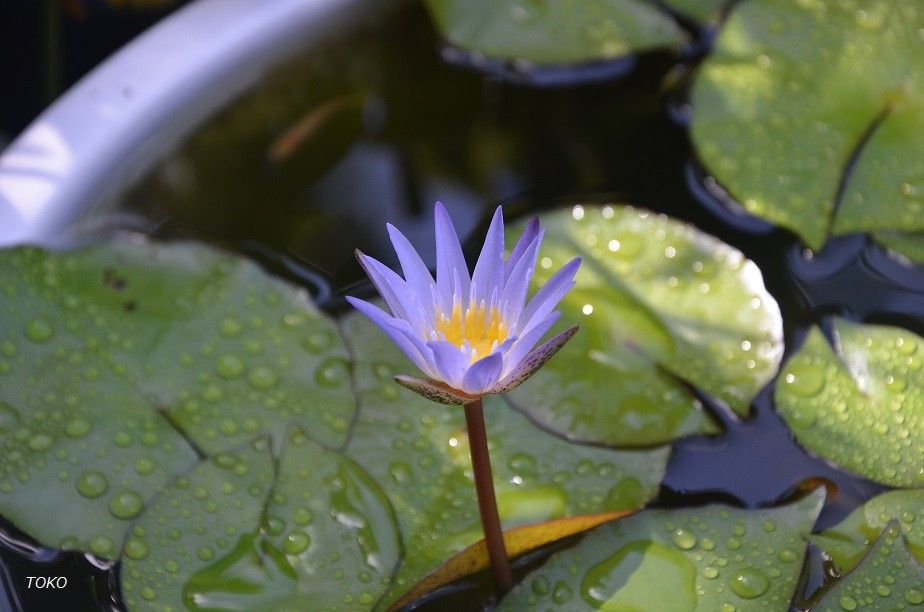 ８月…いかにも夏