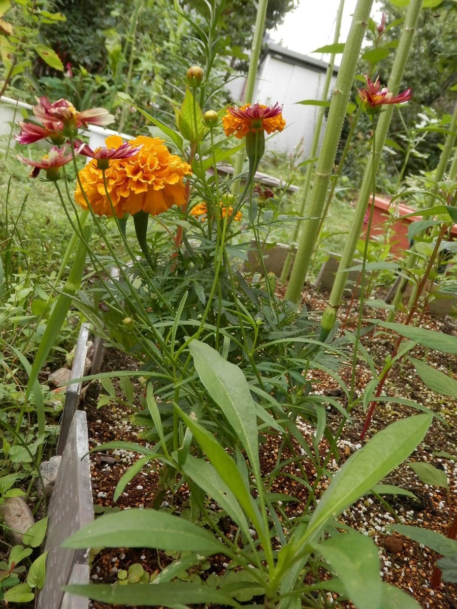 最近の庭から～オフ会で頂いた植物など