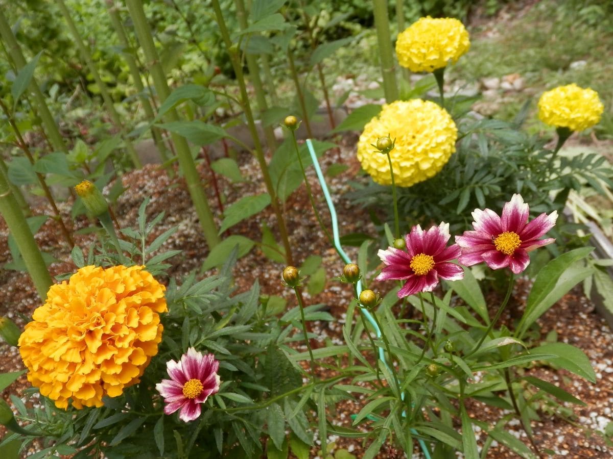 最近の庭から～オフ会で頂いた植物など