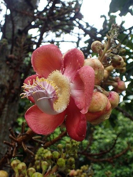 シンガポールの植物たち