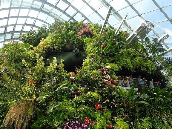 シンガポールの植物たち