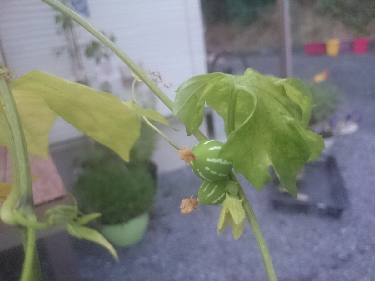 気が付いたら  たくさんの実が❗