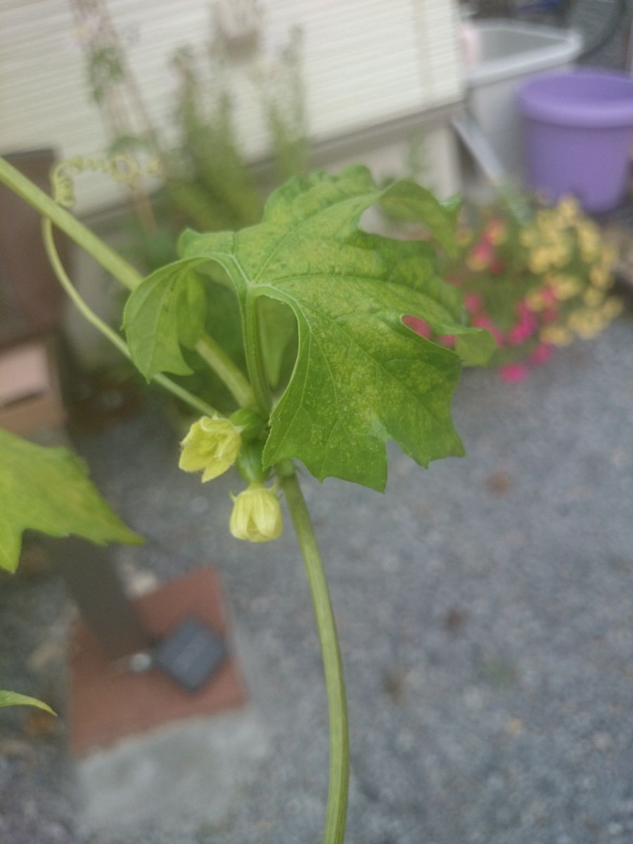 気が付いたら  たくさんの実が❗