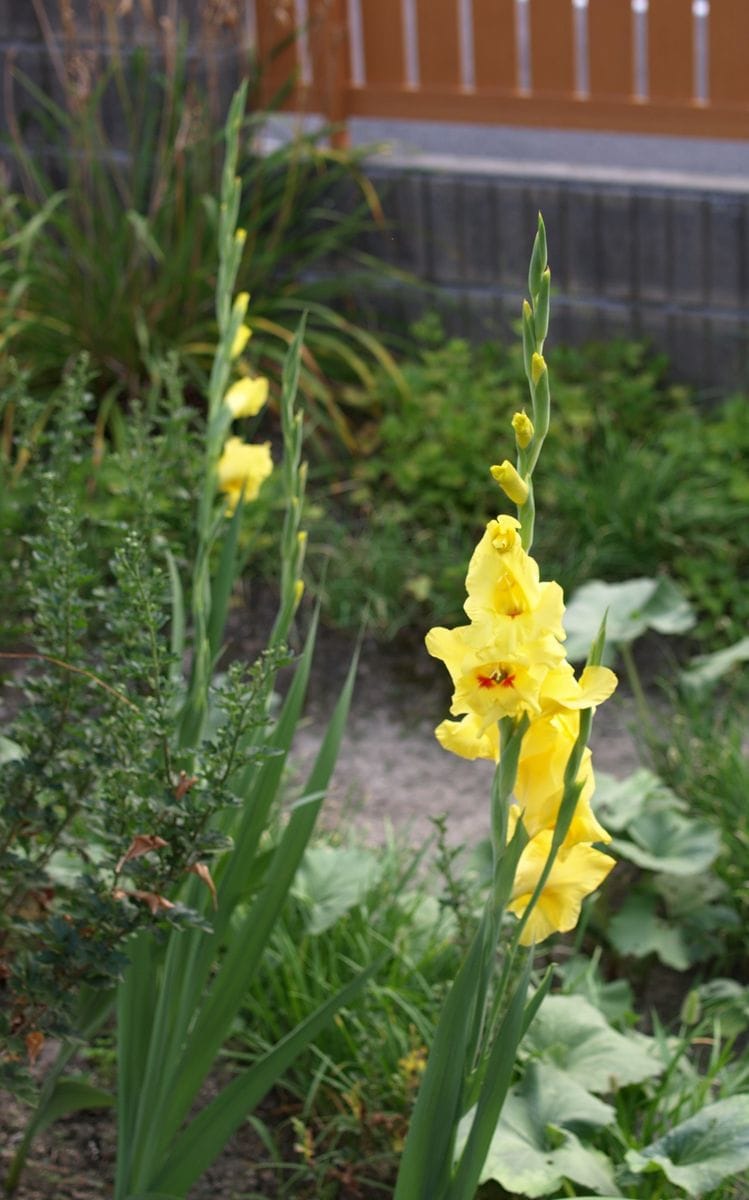 実家の庭の花たち