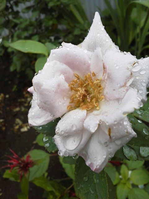 雨さんのお見舞い