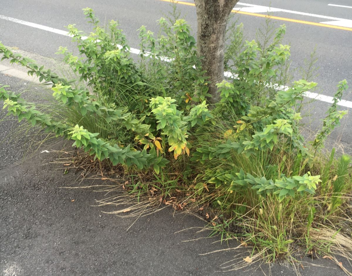 ひさびさの大雨予報　②