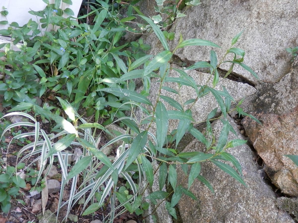 最近の庭から～山野草のオフ会で頂いた植物など