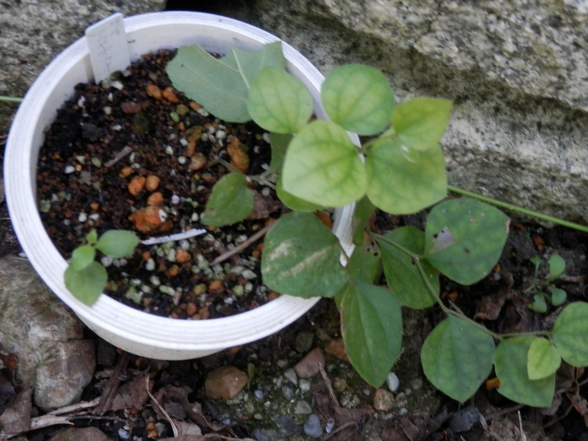 最近の庭から～山野草のオフ会で頂いた植物など