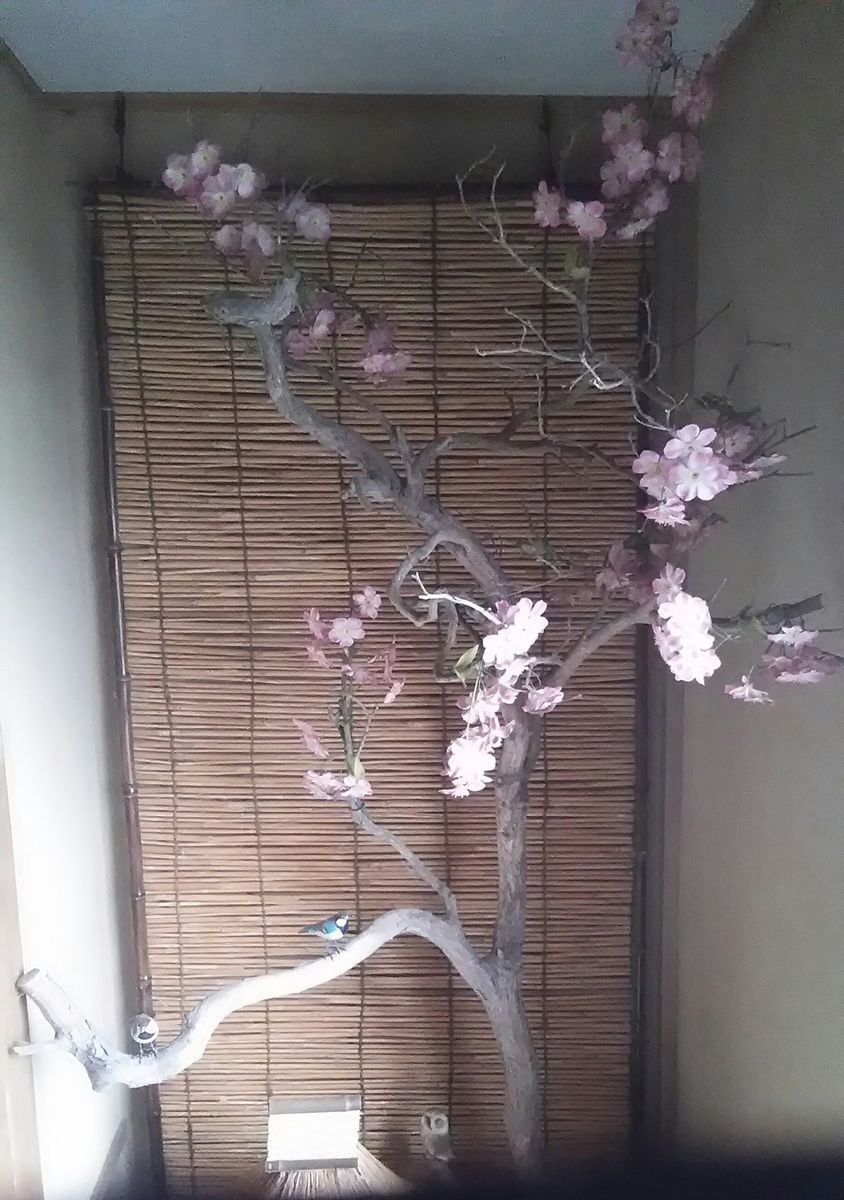 茅葺き屋根の家&桜