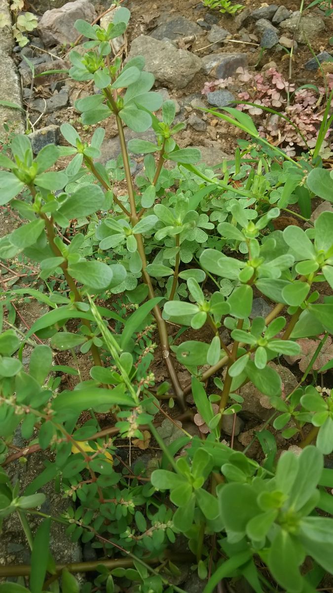 山形人が食べるひょう🌱