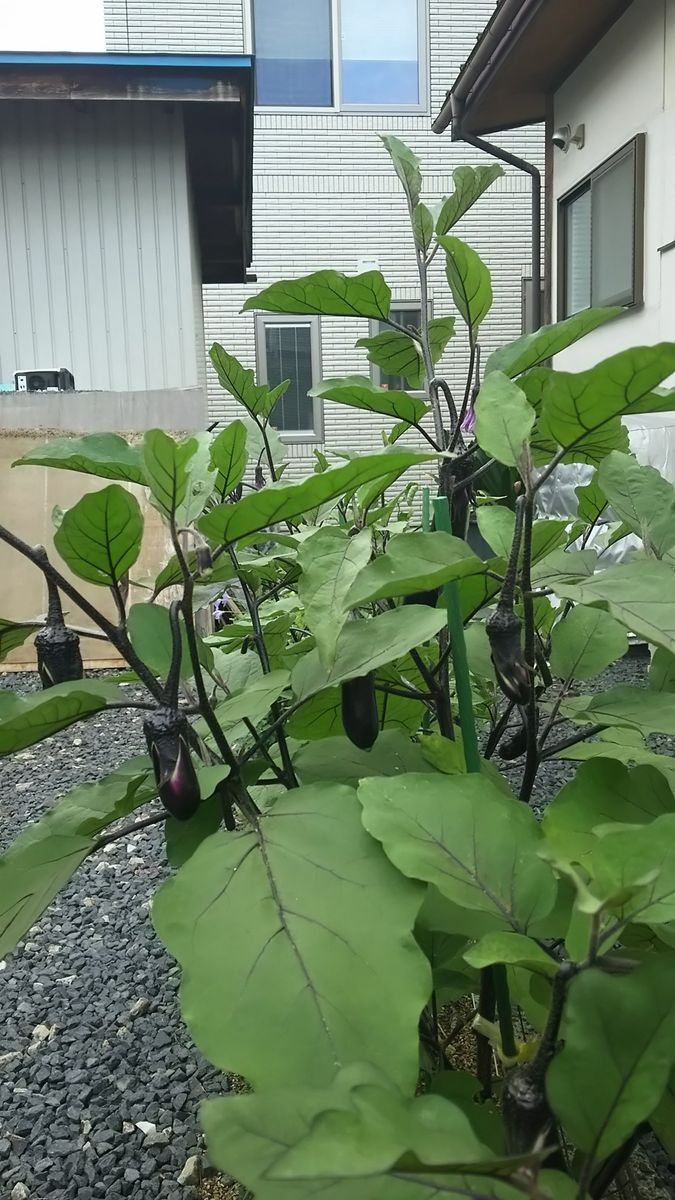 山形人が食べるひょう🌱