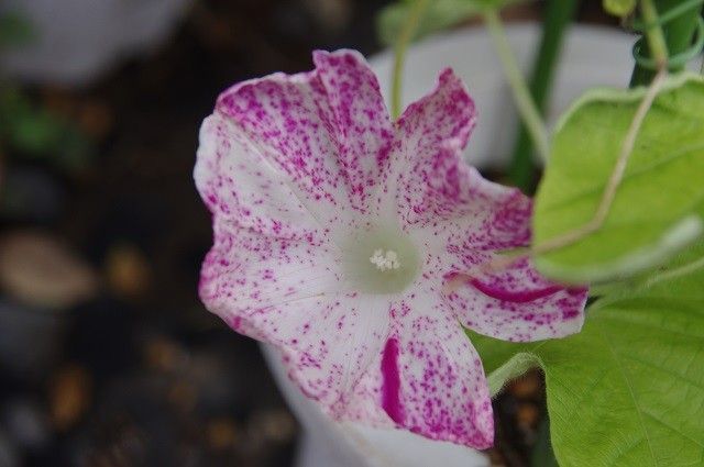 今朝の花たち