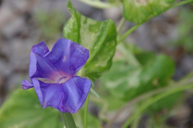 今朝の花たち