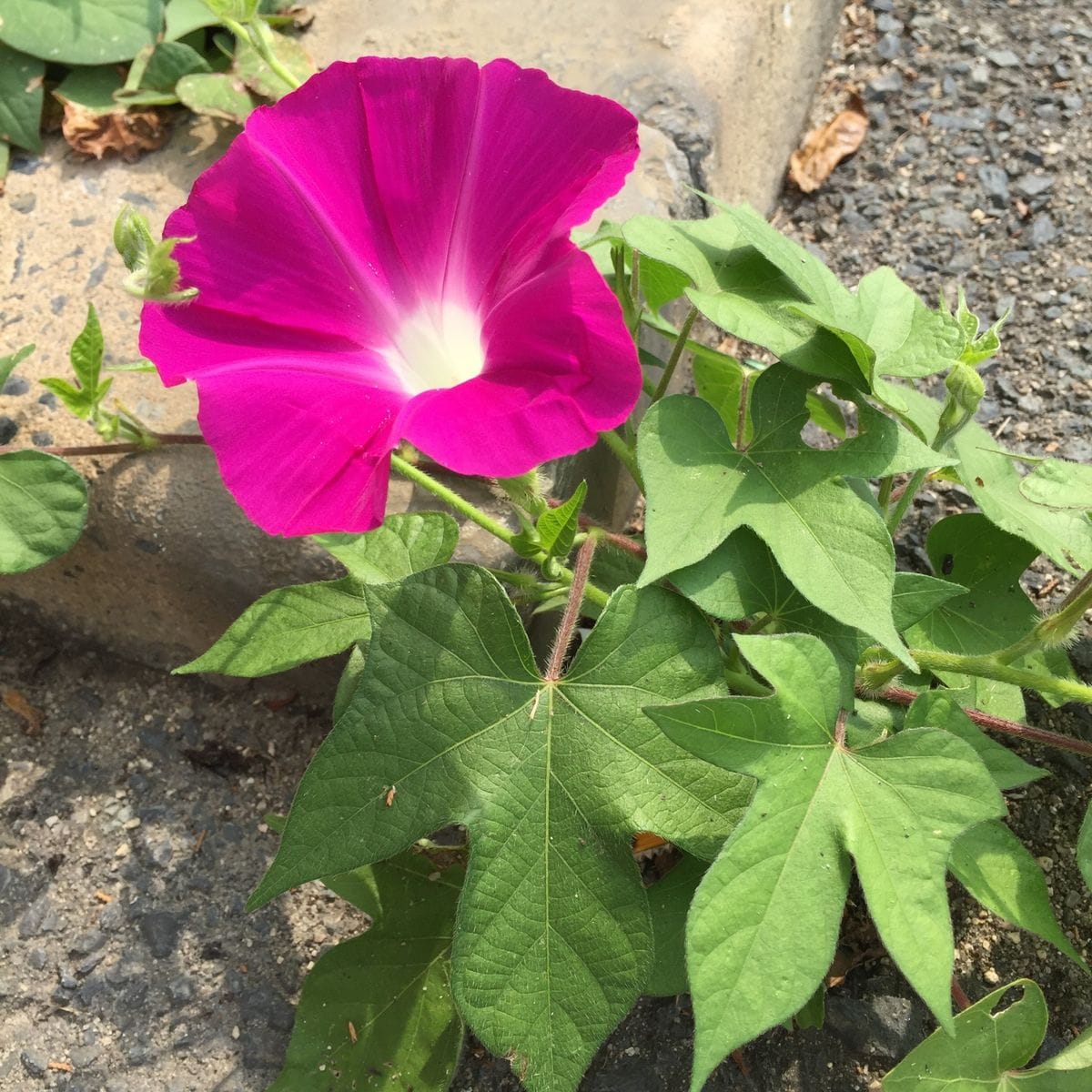 シンビジウムと朝顔