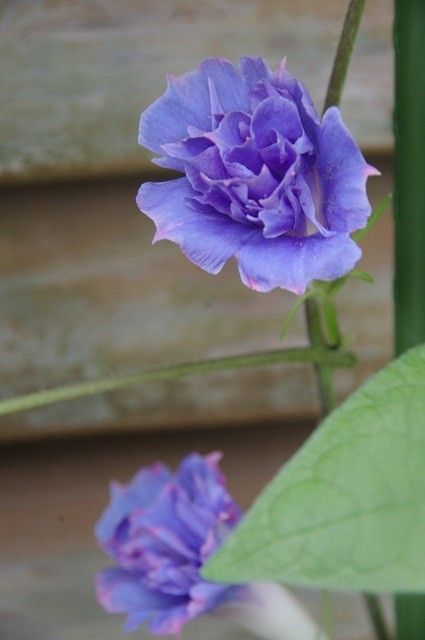 今朝の青い花たち