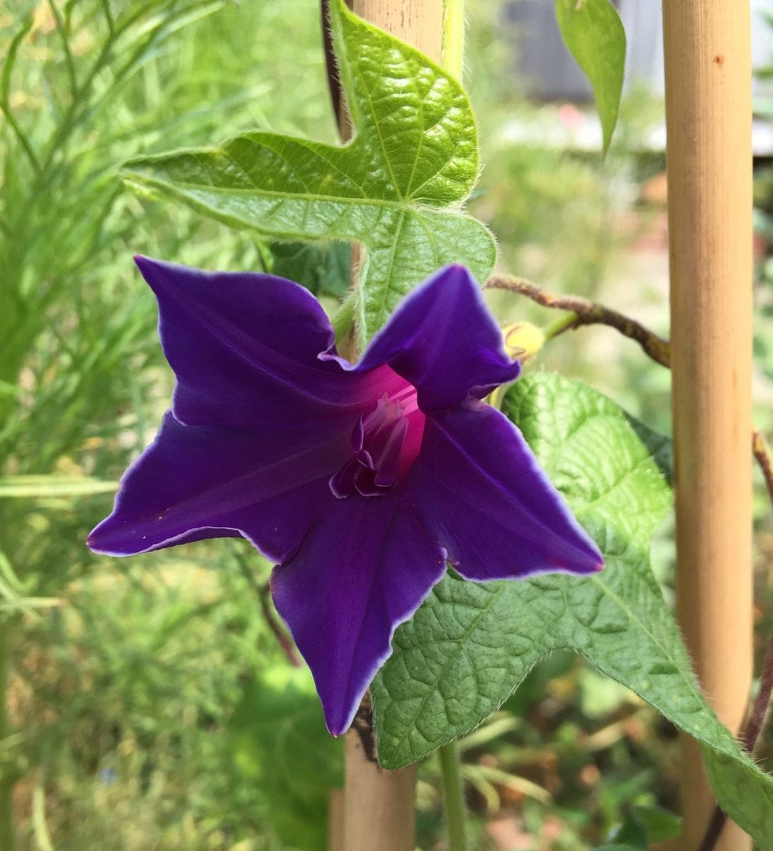 今日の花