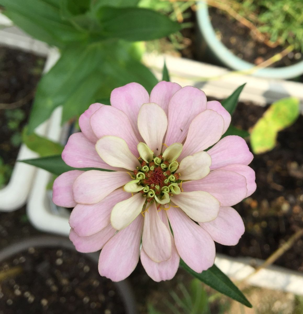 今日の花