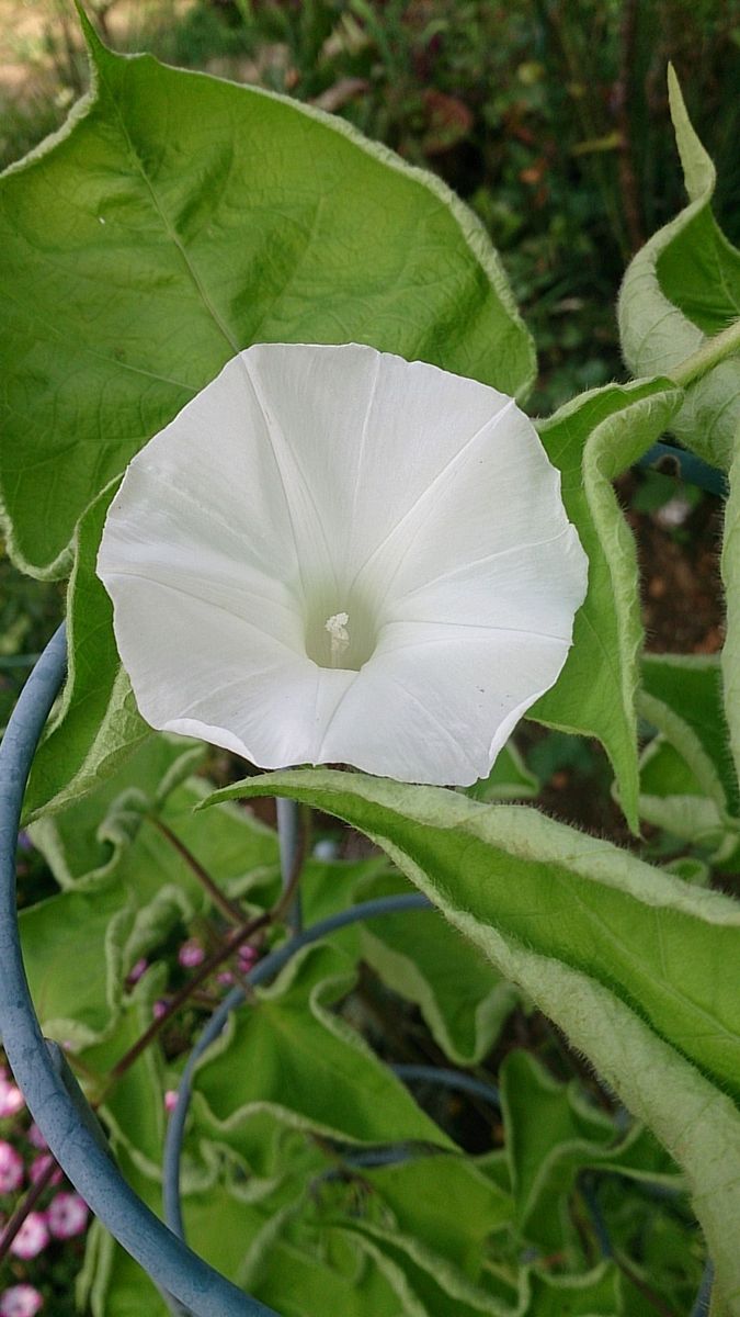 【追記あり】変化朝顔のお花