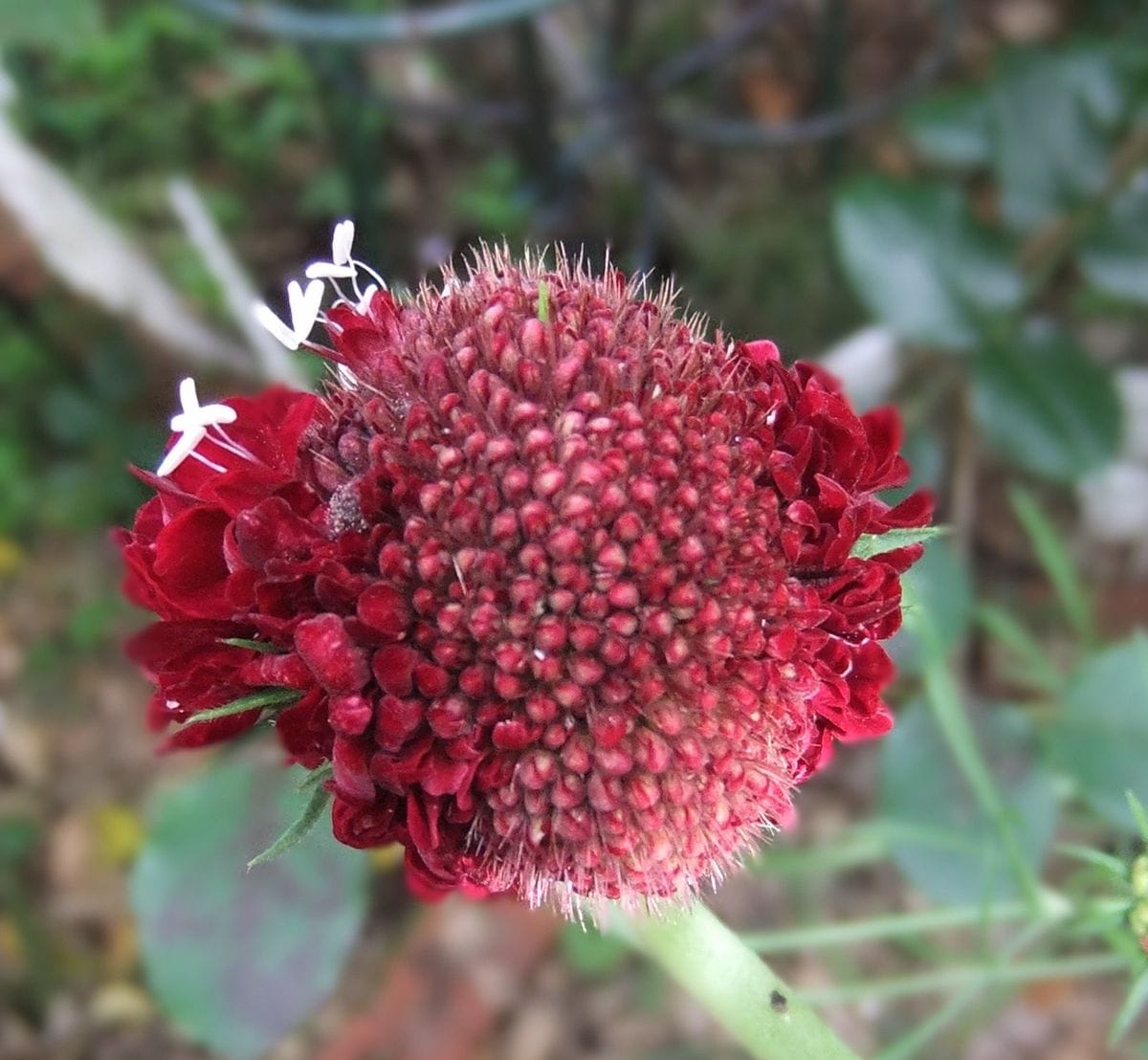 面白いお花です。