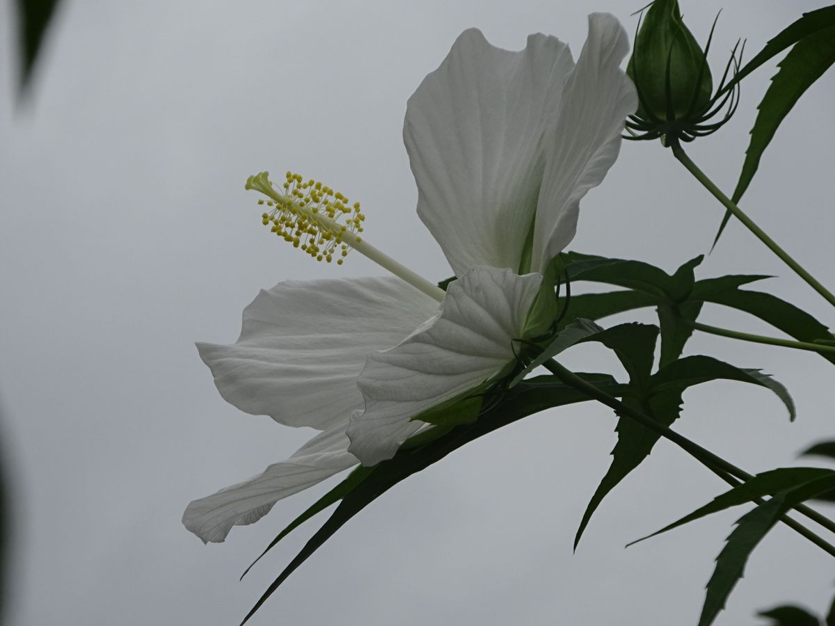 今年もモミジアオイの花が咲きました。