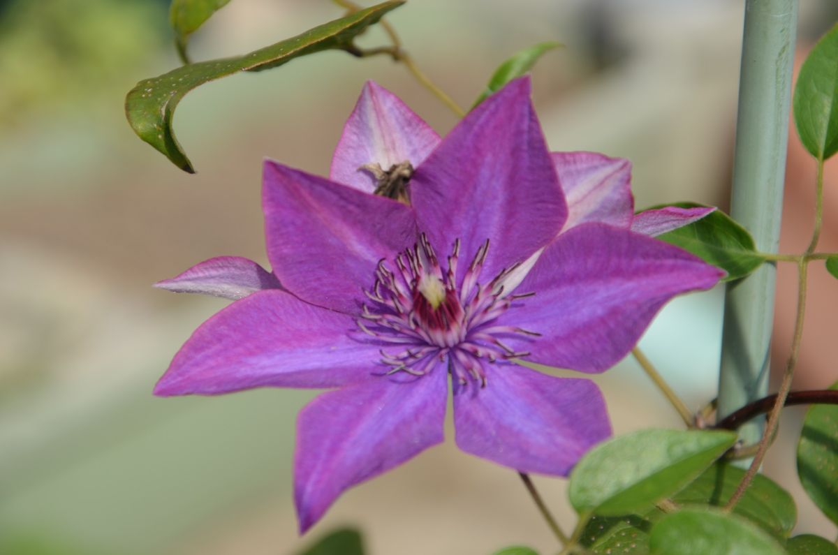 ムラサキ色の花