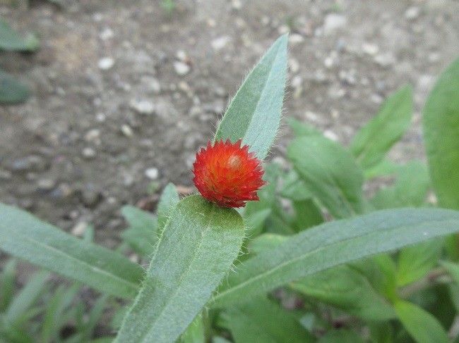 やっと開花