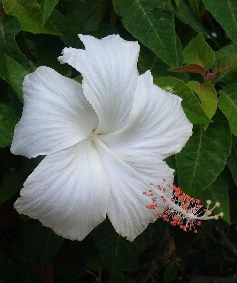 ✨真っ白ハイビスカス✨の夏が🌺