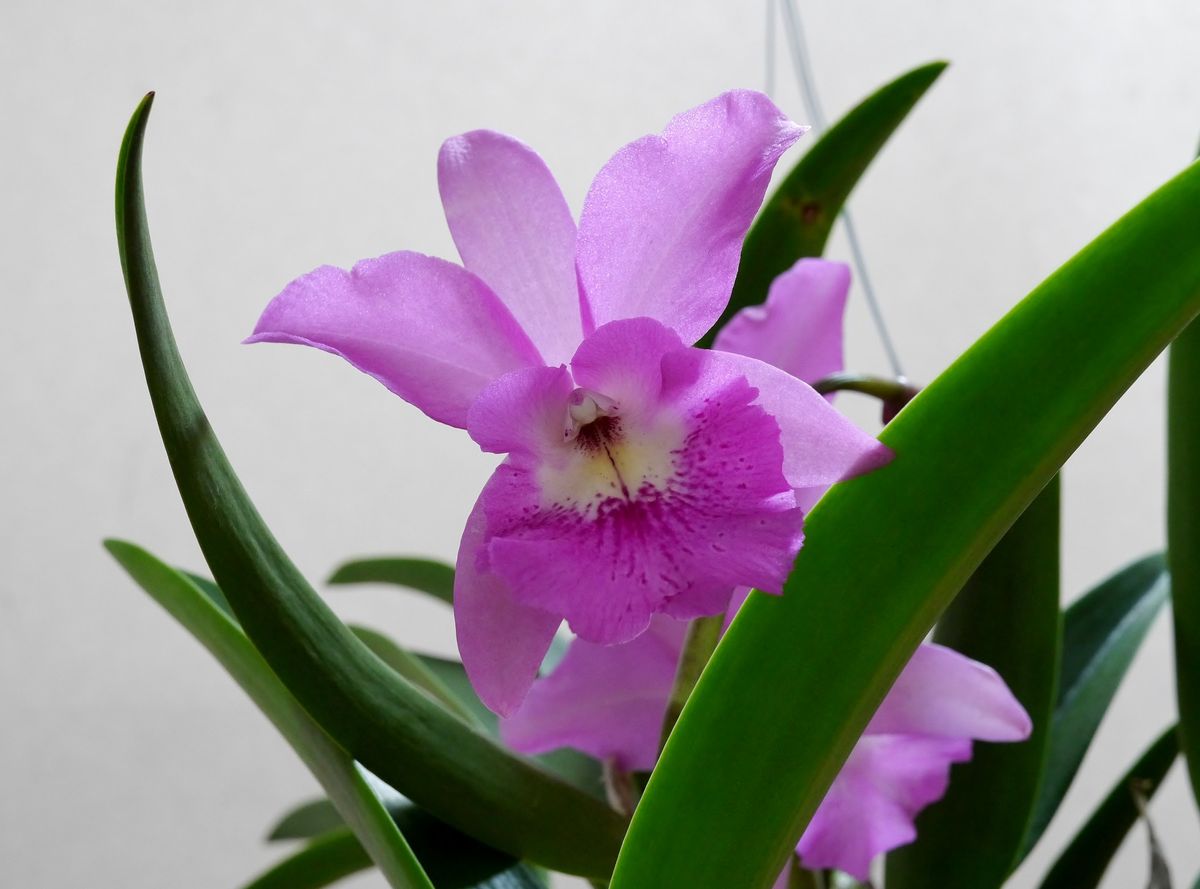 Bc.Little Marmaid &#039;Janet&#039;