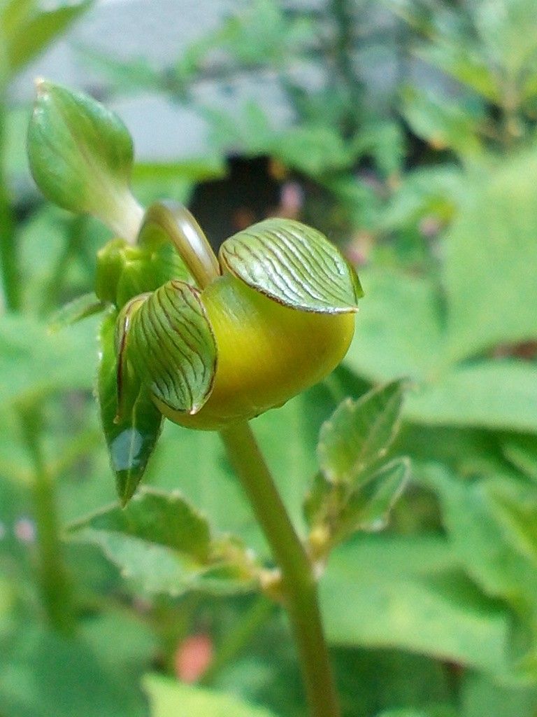 ダリアの蕾、、、可愛すぎ(*^^*)