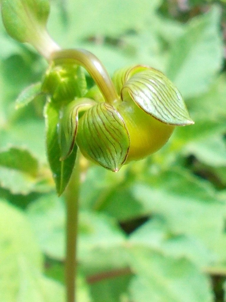 ダリアの蕾、、、可愛すぎ(*^^*)