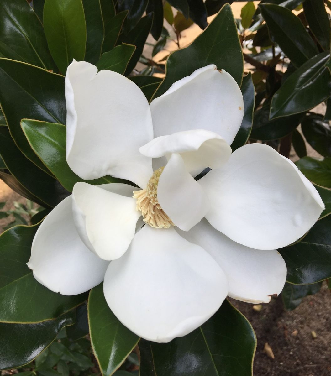 今日の花