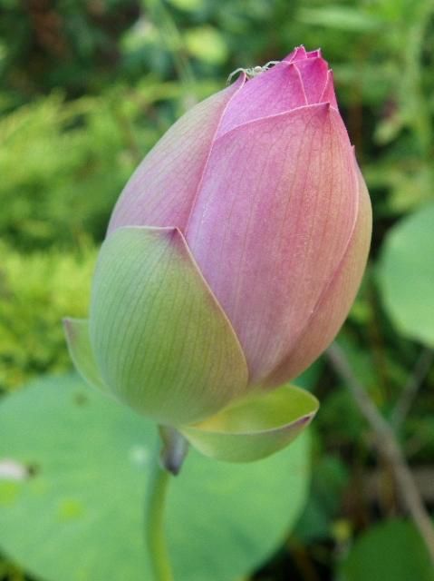 奈良農場ではハスが開花しています。