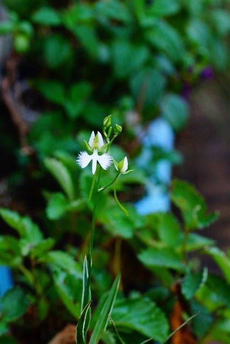 サギソウの開花