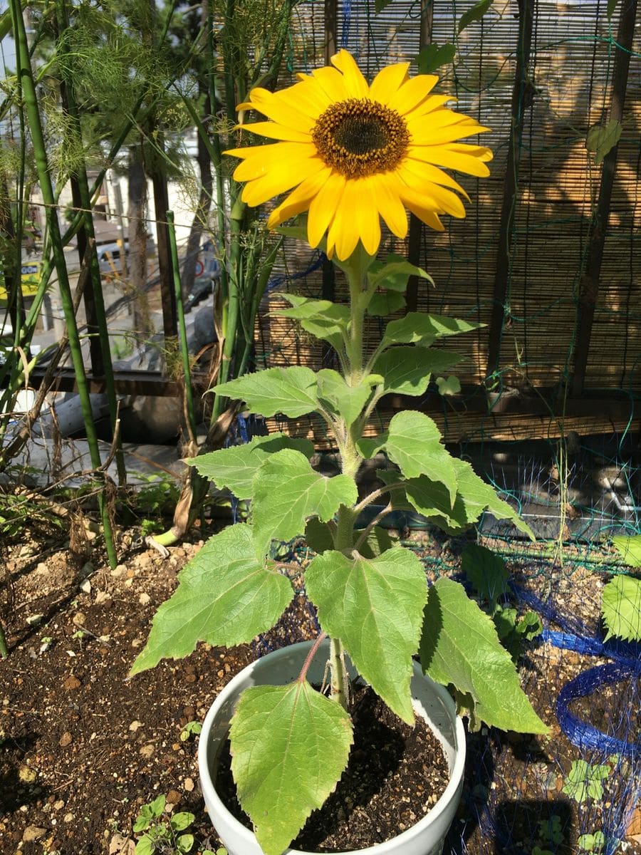 ４０ｃｍでした〜🌻