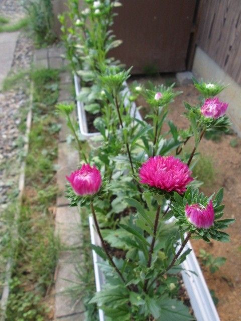 アスター・トサカケイトウ開花