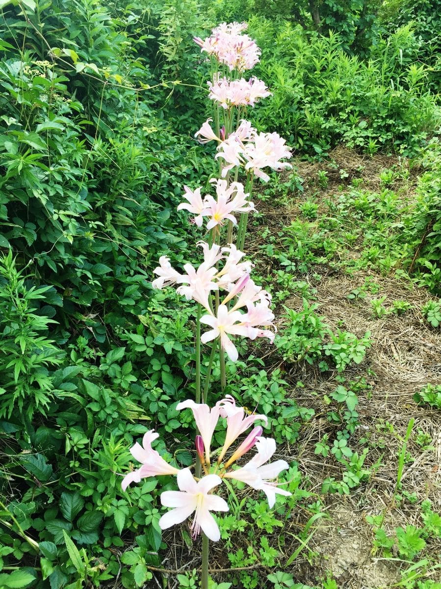 プルーン、夏スイセん、すいか