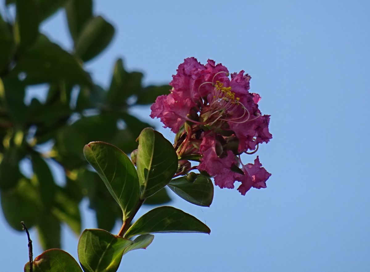 あのサルスベリに花が！