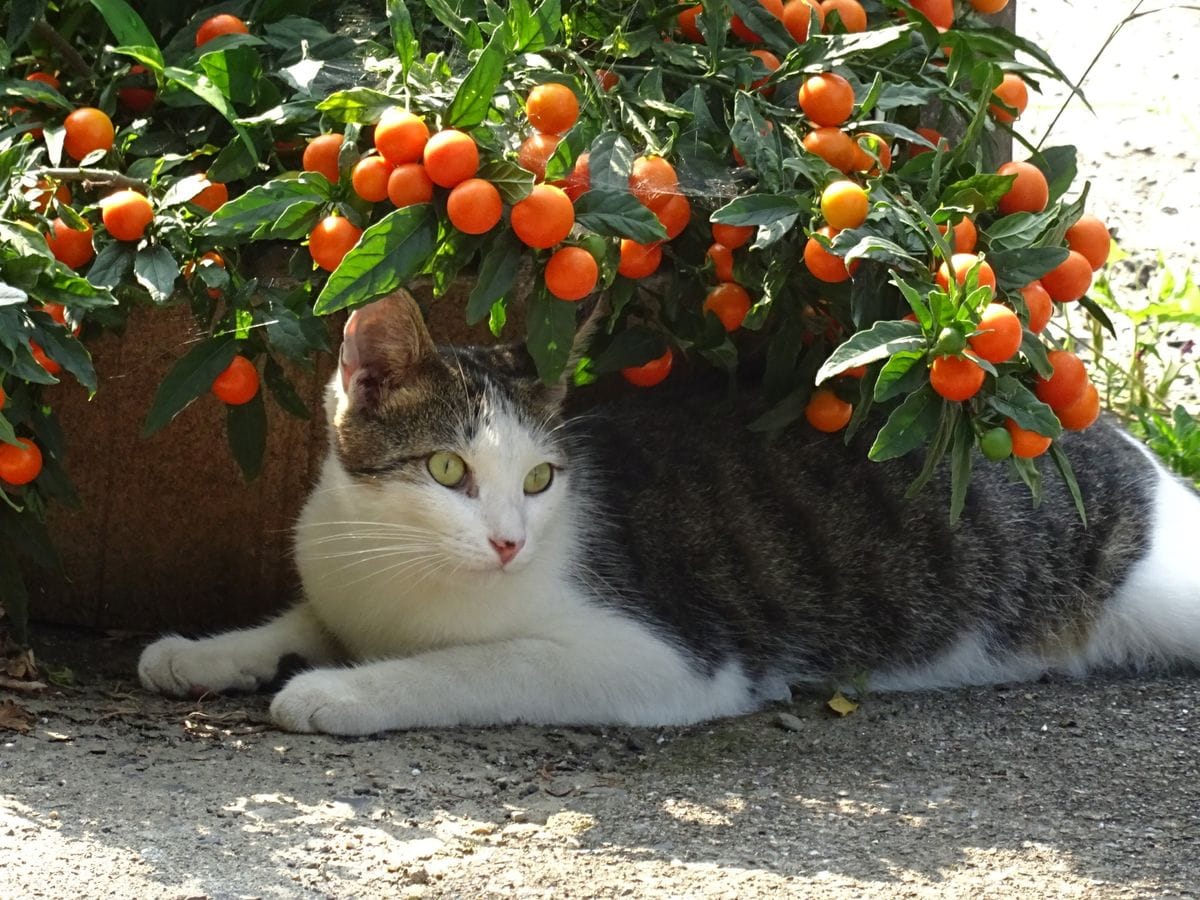 あのサルスベリに花が！