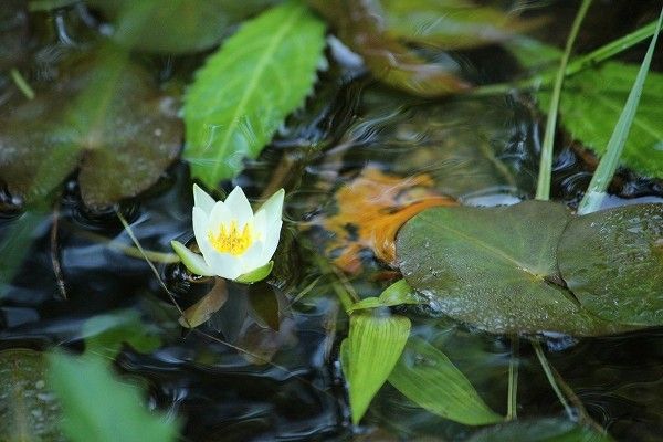 山室湿原　自生地のサギソウ と ハッチョウトンボ