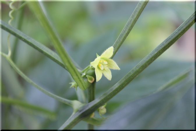 チュラウリの花