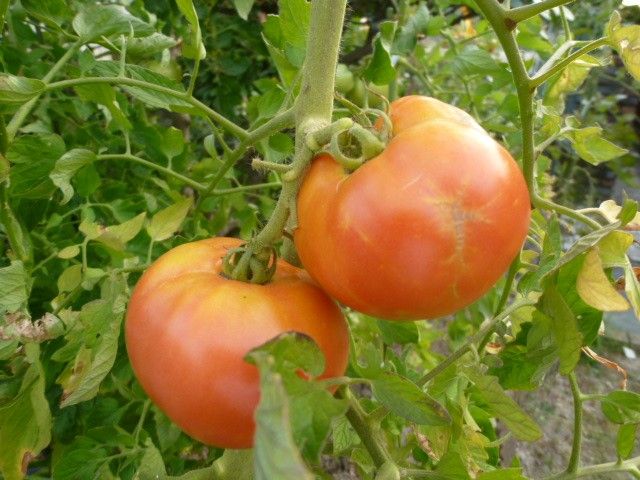 大玉トマト最後の収穫