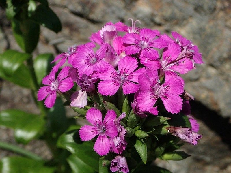 ハマナデシコの花