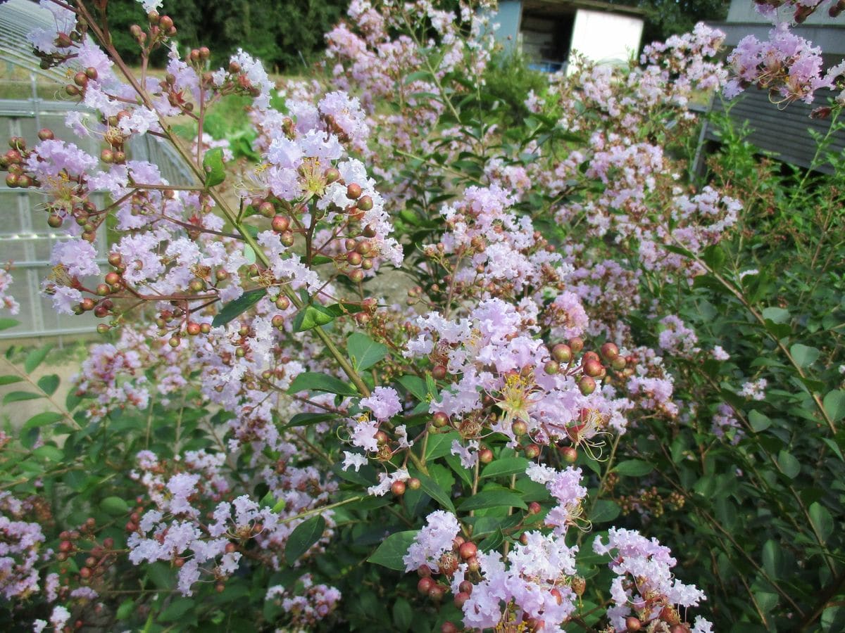 桜のように霞む百日紅