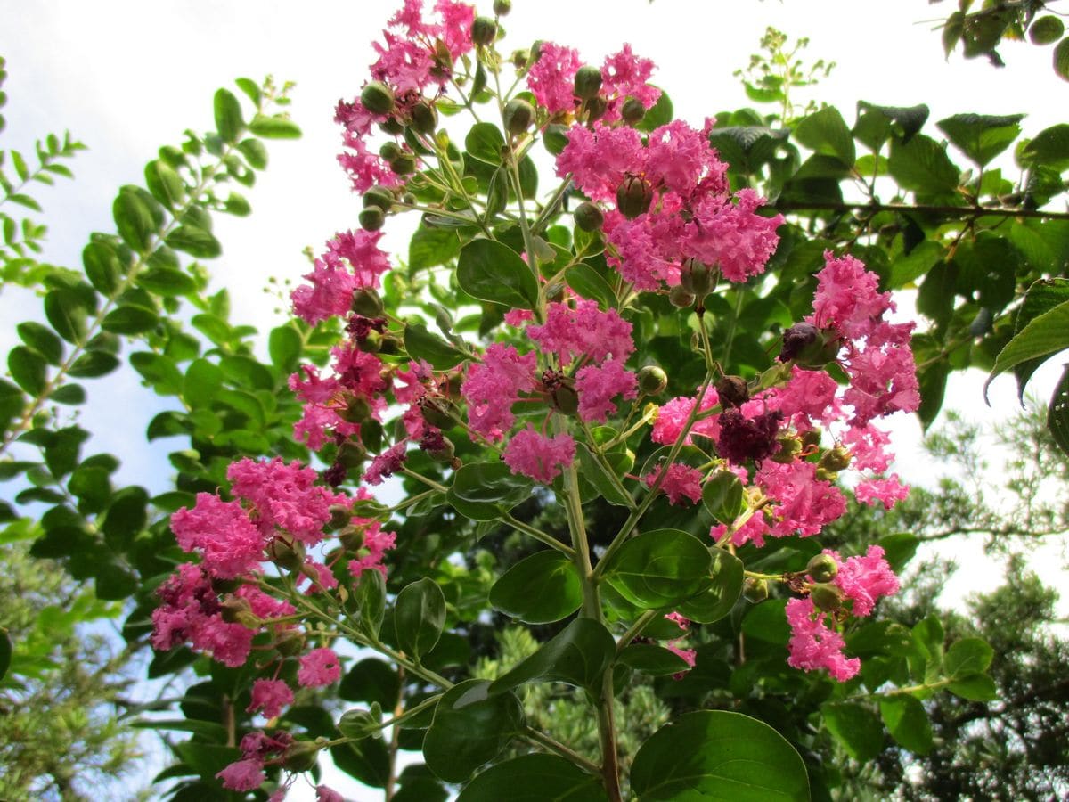 桜のように霞む百日紅