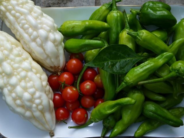 ミニトマト最後の収穫