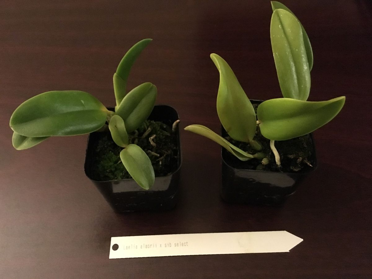 6th Annual Cattleya Symposium: 蘭シンポジウム初参加