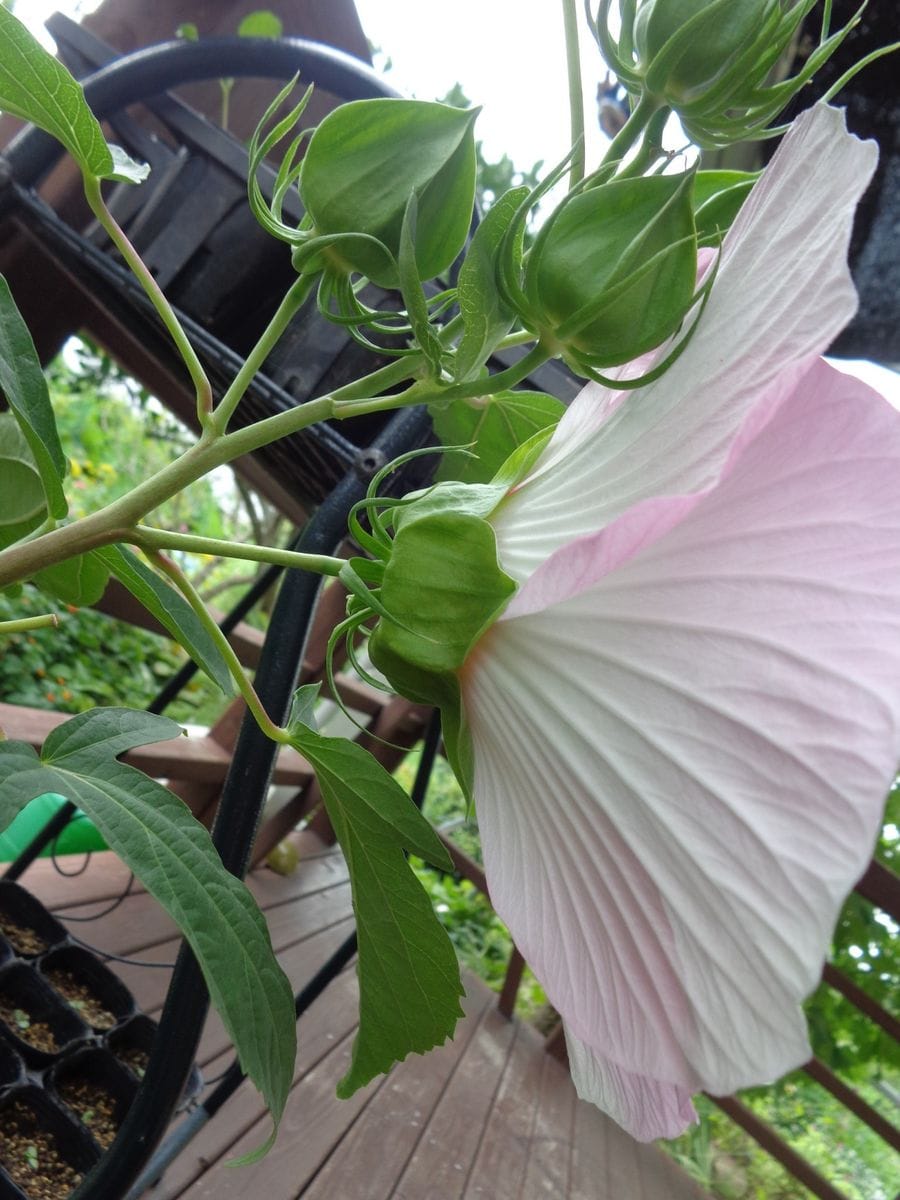 アルテミス初花咲きました　🌺