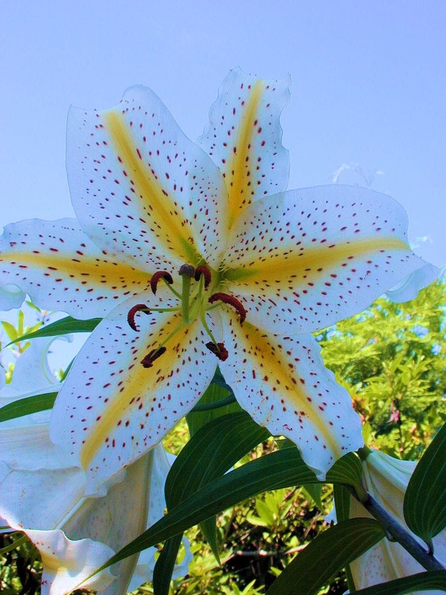 真夏のお花