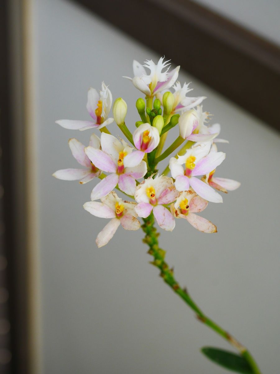 開花株　開花を待つ株