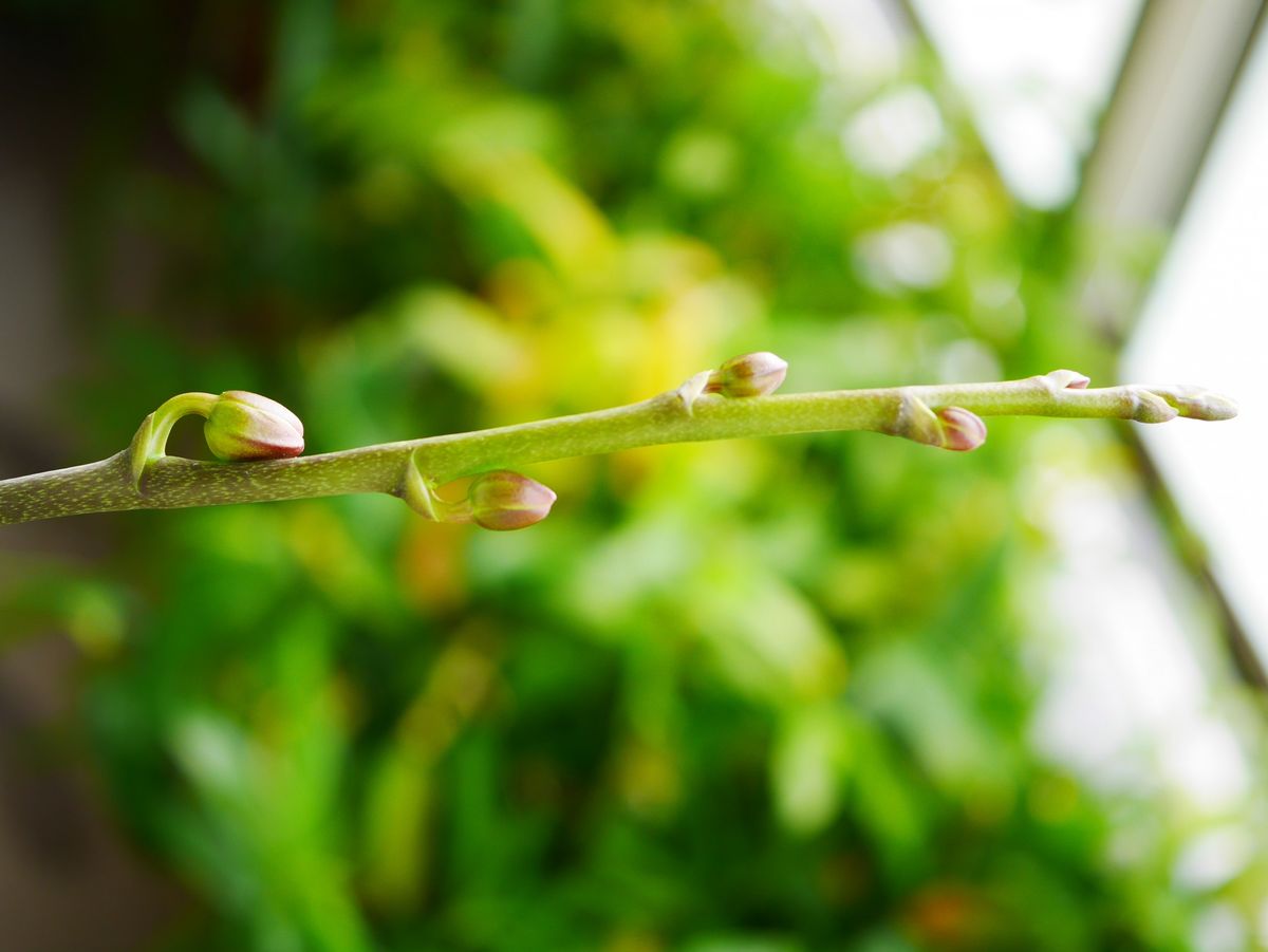 開花株　開花を待つ株